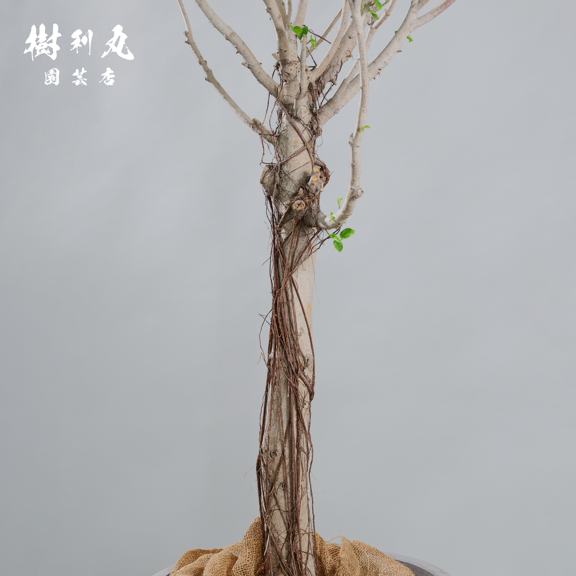 逆境を編み、幹を立てる - ガジュマル – 樹利丸 園芸店