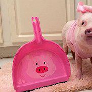 把猪当宠物：买猪一时爽长肥屠宰场_手机新浪网