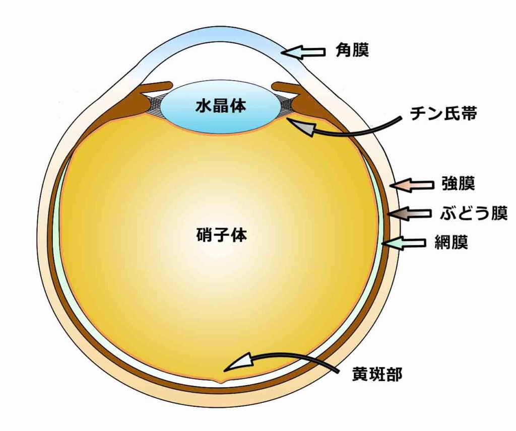 硝子体手術 - 亀谷アイクリニック