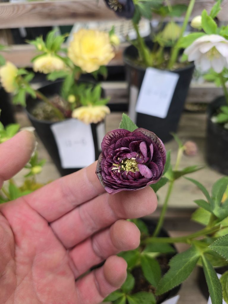 2026年3月2日クリスマスローズ花通販む11-18 | Kanekyu金久は、大阪の