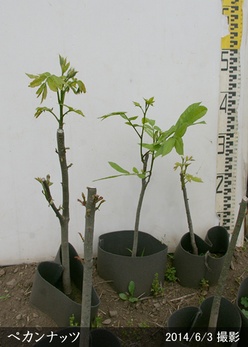 取り扱い苗木のタイプ - 果樹苗木・成木通販の 特等大苗専門店 すだ