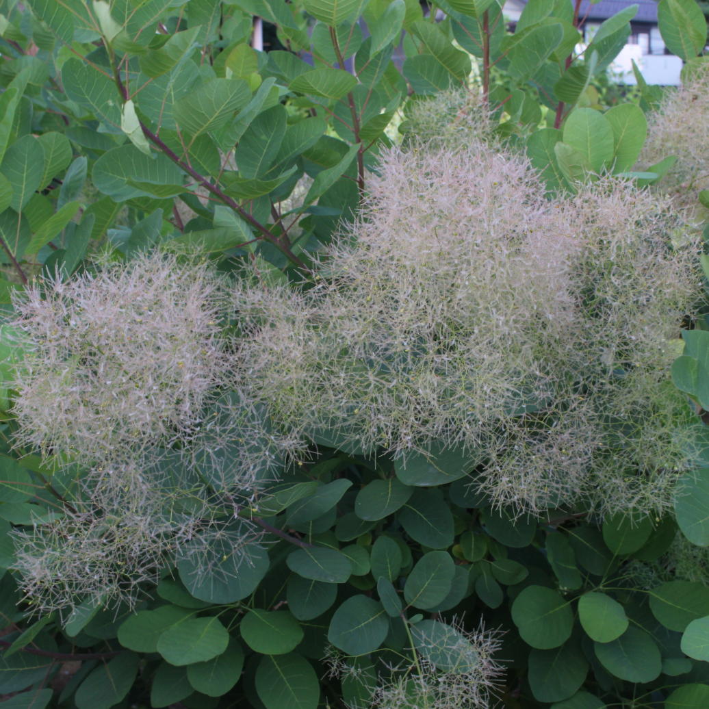 スモークツリー・ロゼシュシュ 9cmポット苗 - Web-Garden 花光園