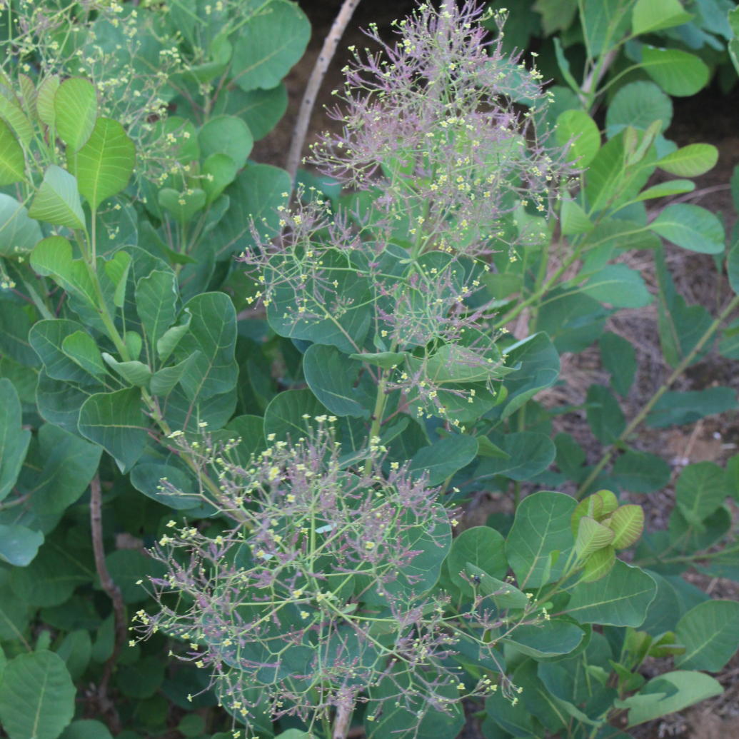 スモークツリー・ロゼシュシュ 9cmポット苗 - Web-Garden 花光園