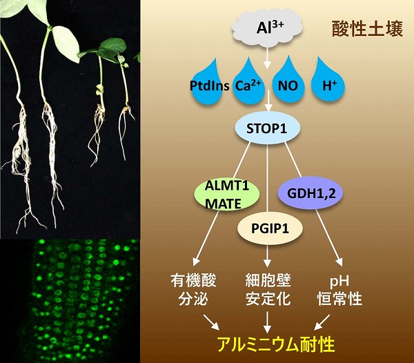 化学と生物 - 日本農芸化学会 - | Vol.61 No.11 | 植物のアルミニウム