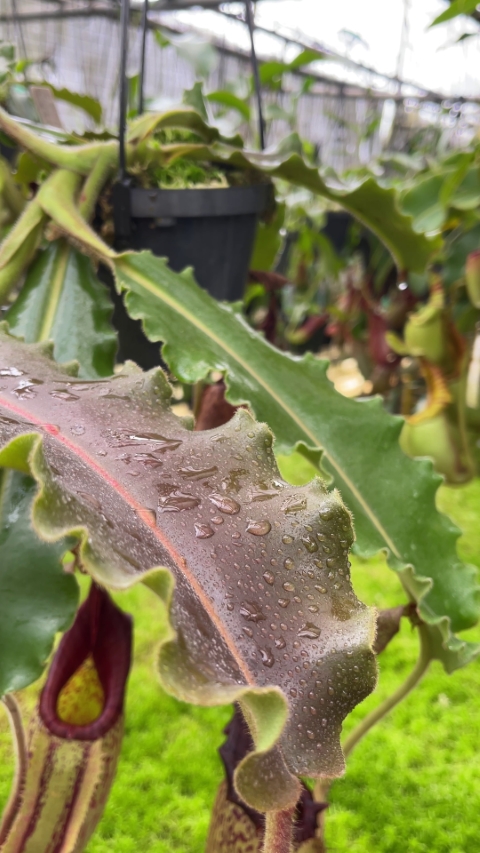 N. veitchii x maxima – assorted clones: BE-4061 - Kenny Coogan