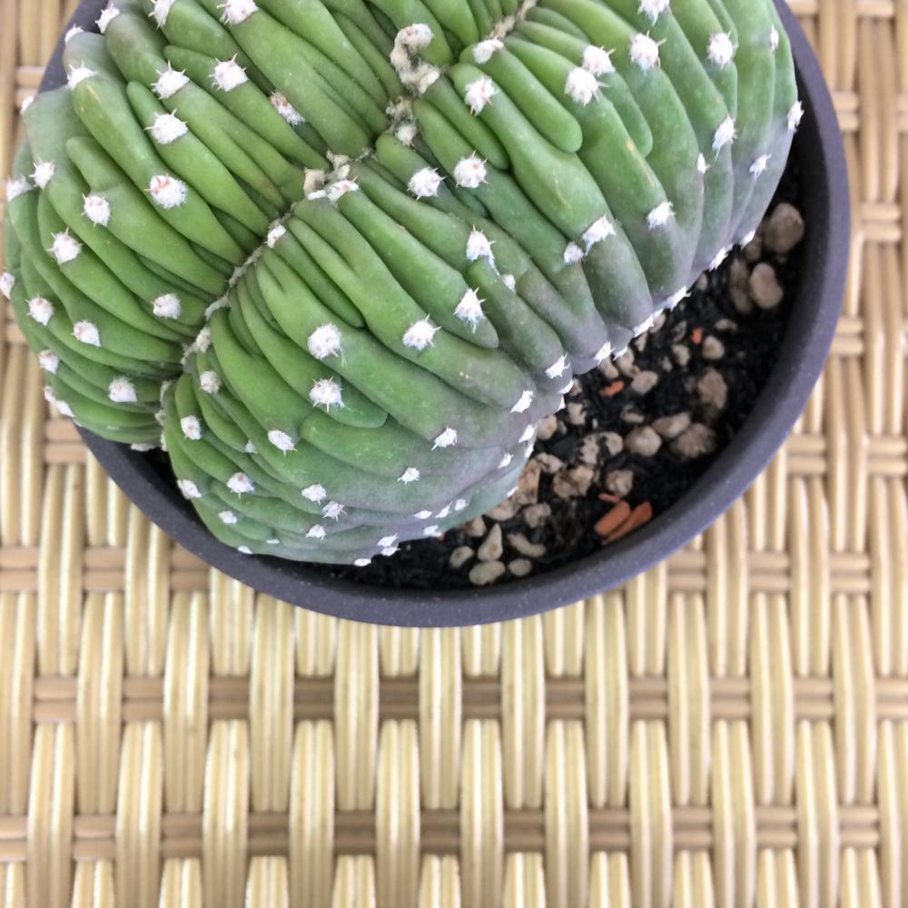 サボテン・大豪丸・綴化/盆栽、多肉植物、塊根植物、観葉植物通販