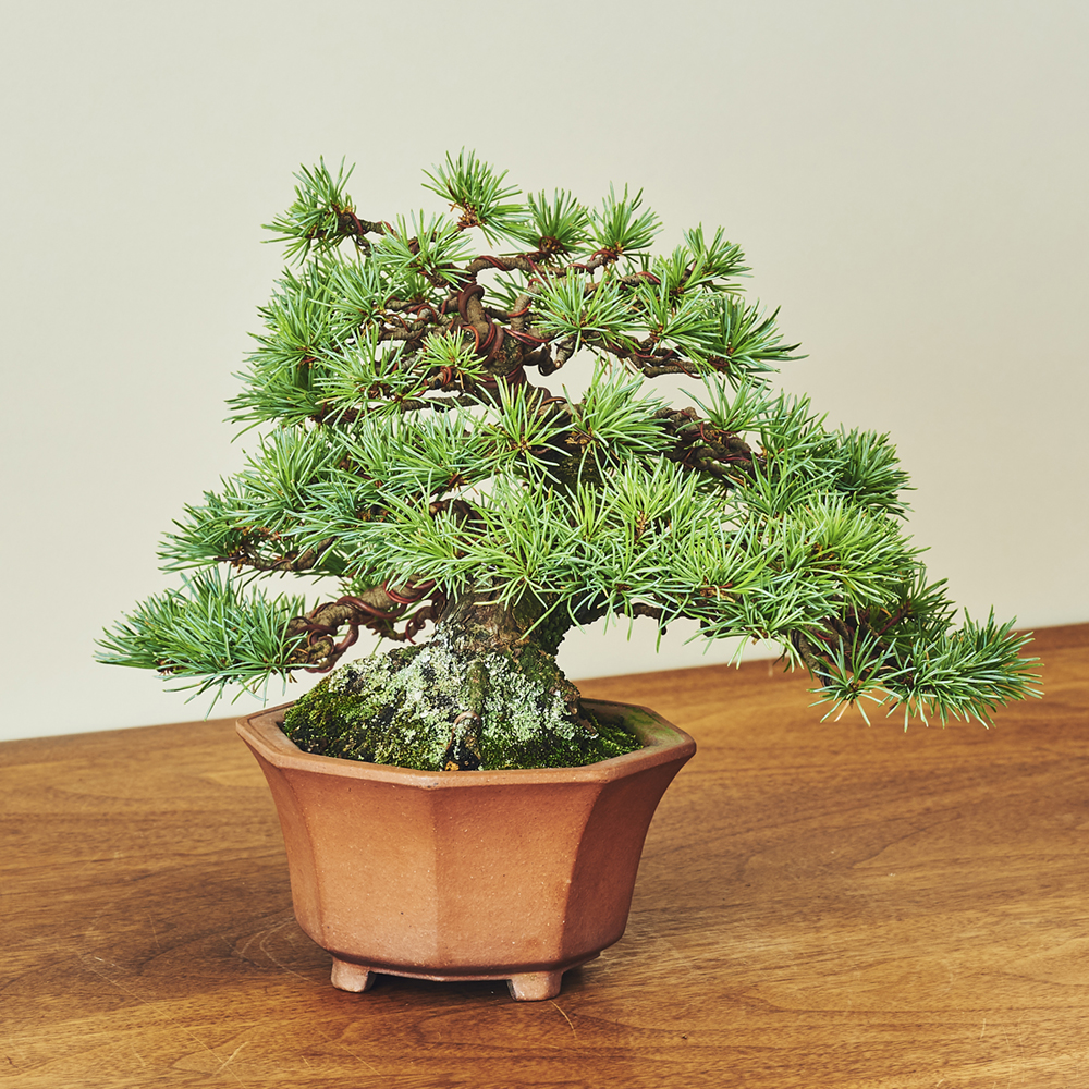 五葉松_1/盆栽、多肉植物、塊根植物、観葉植物通販/KIDORI -キドリ-