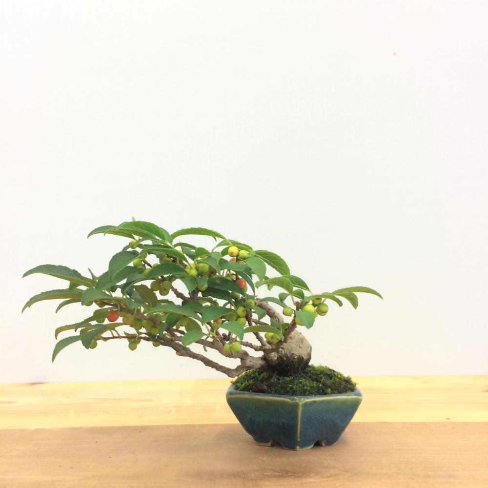 盆栽 梅もどき/盆栽、多肉植物、塊根植物、観葉植物通販/KIDORI -キドリ-