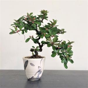 ミニ盆栽 ハリツルマサキ/盆栽、多肉植物、塊根植物、観葉植物通販