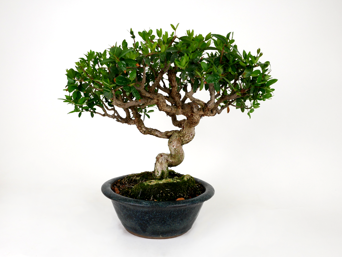 2407-3704 | 北関東盆栽組合