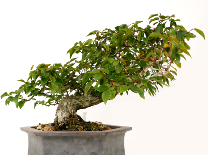 2407-1703 | 北関東盆栽組合