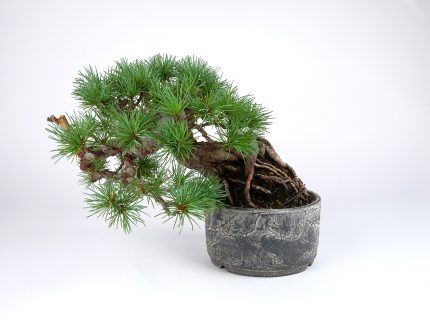 2501-3702 | 北関東盆栽組合