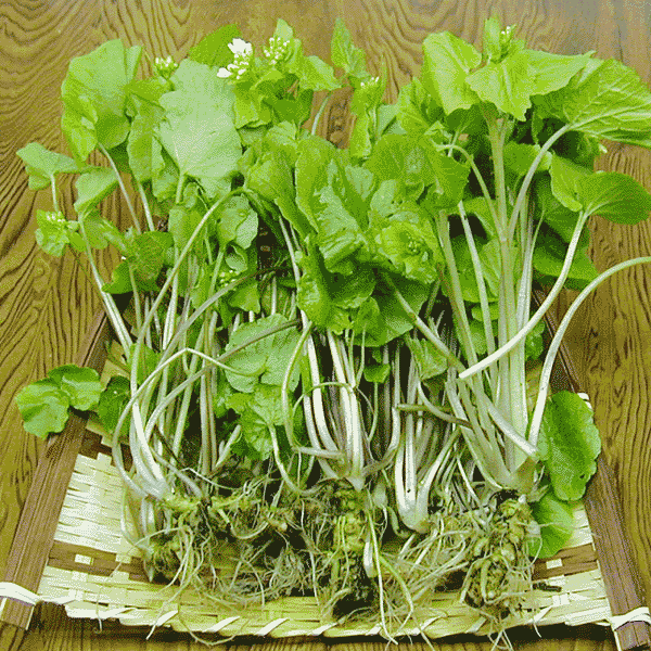 山葵（本わさび） 苗 50g - 北の山菜Web3号店