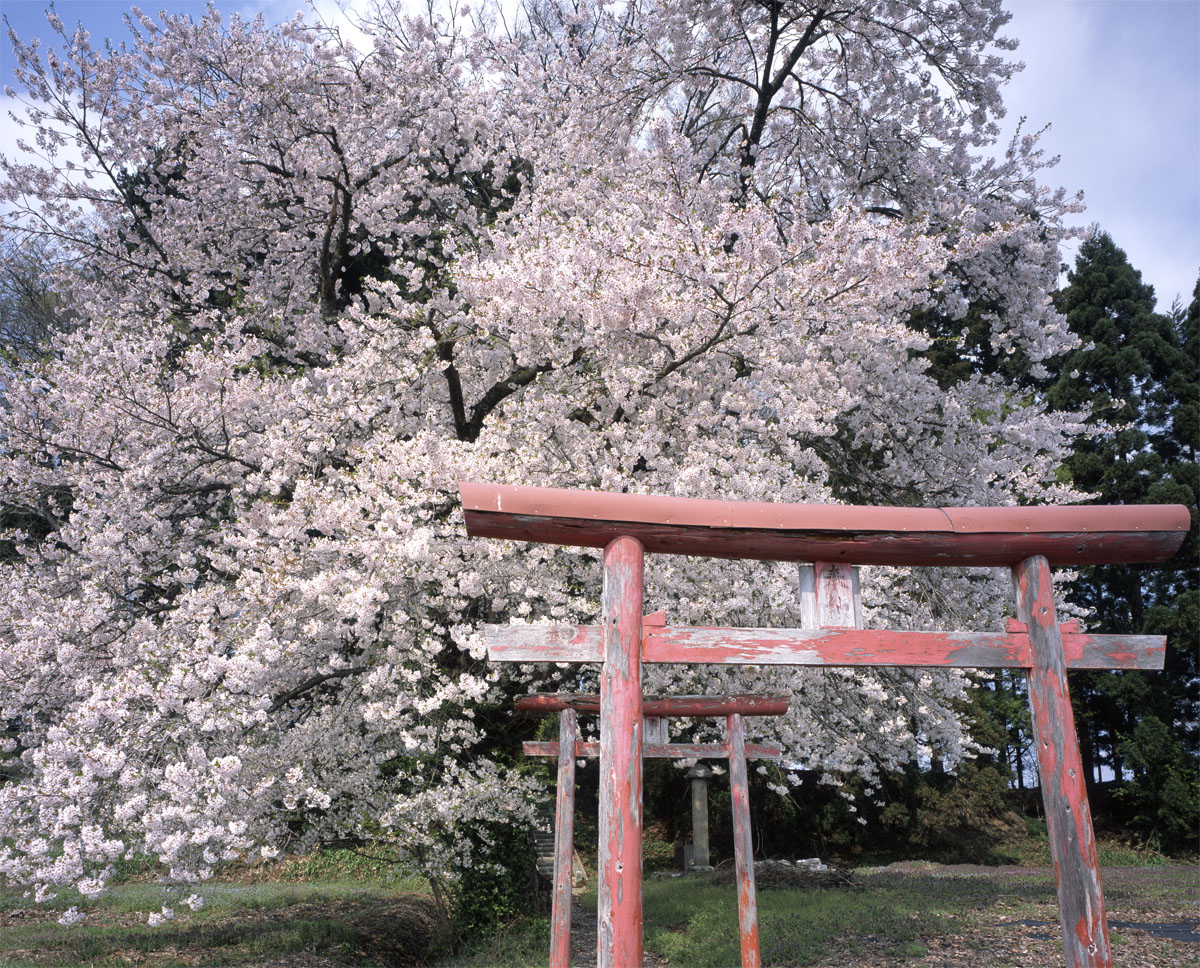 第82話 シュナイダー大判レンズ スーパーアンギュロン Schneider SUPER