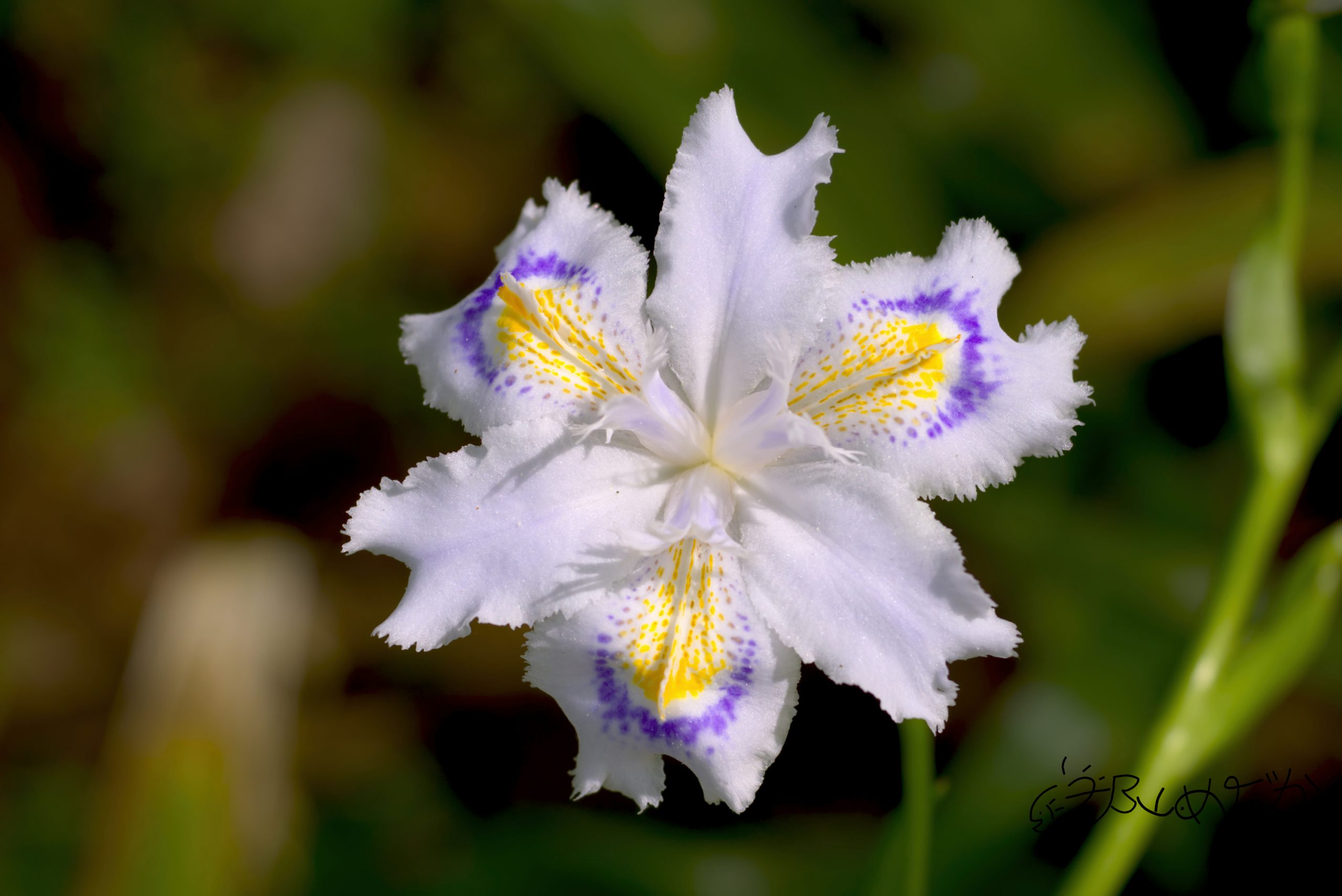 Kyocera af 60mm macro f2.8は写り以外は嫌いなレンズ - 郡山めだか