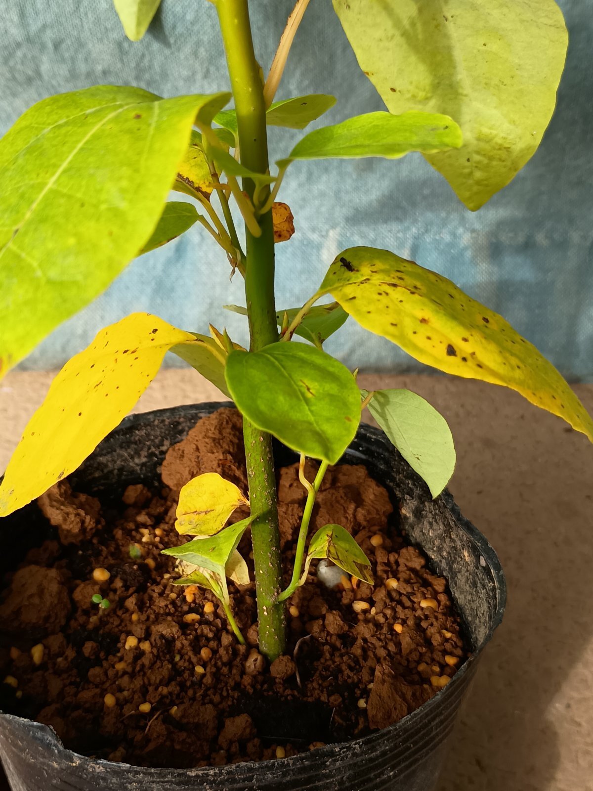 クロモジ＜苗木・植木・樹木・雑木の生産販売（通信販売・通販）