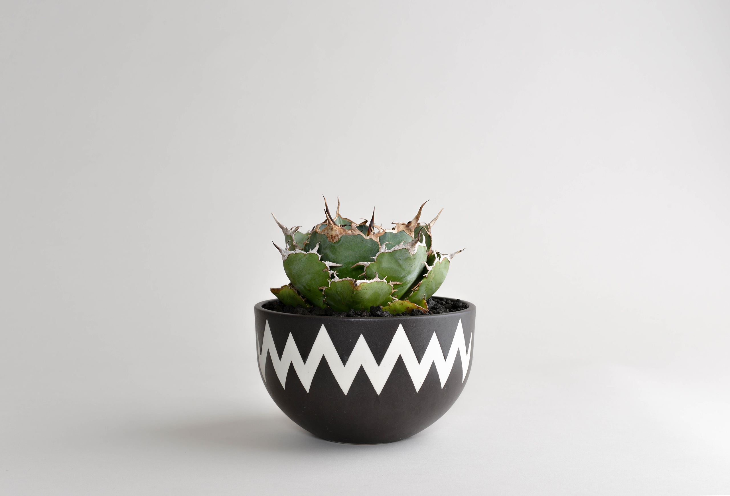 アガベチタノタ｜白鯨（短葉・ボールタイプ） – 草物語｜公式ウェブサイト