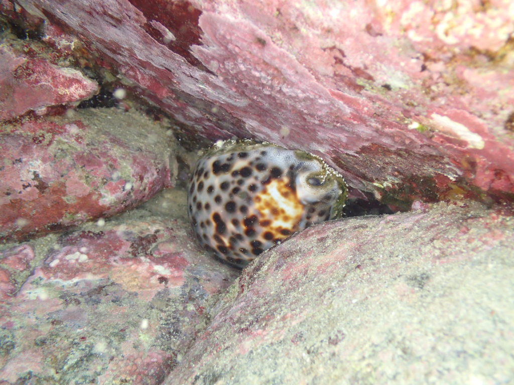 ホシダカラ | 公益財団法人 黒潮生物研究所