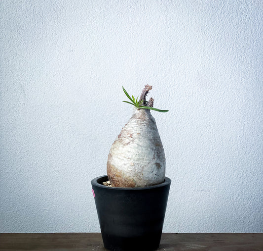 パキポディウムの商品一覧 | ビザールプランツ専門店「LAND KNOT PLANTS」