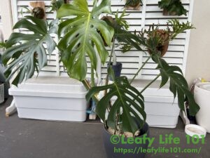 モンステラ・デリシオーサ 変異株穴デカ 成長記録・育て方 | シロウト園芸