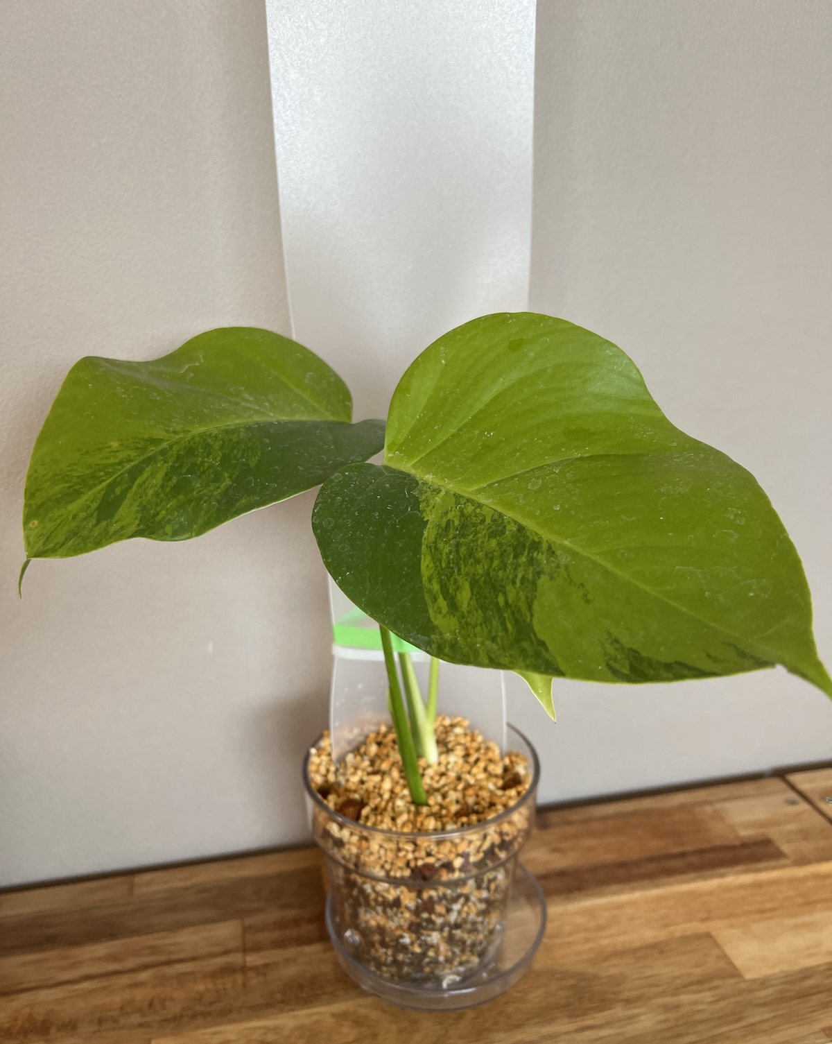 モンステラ・デリシオーサ var. ボルシギアナ 'グリーンオングリーン