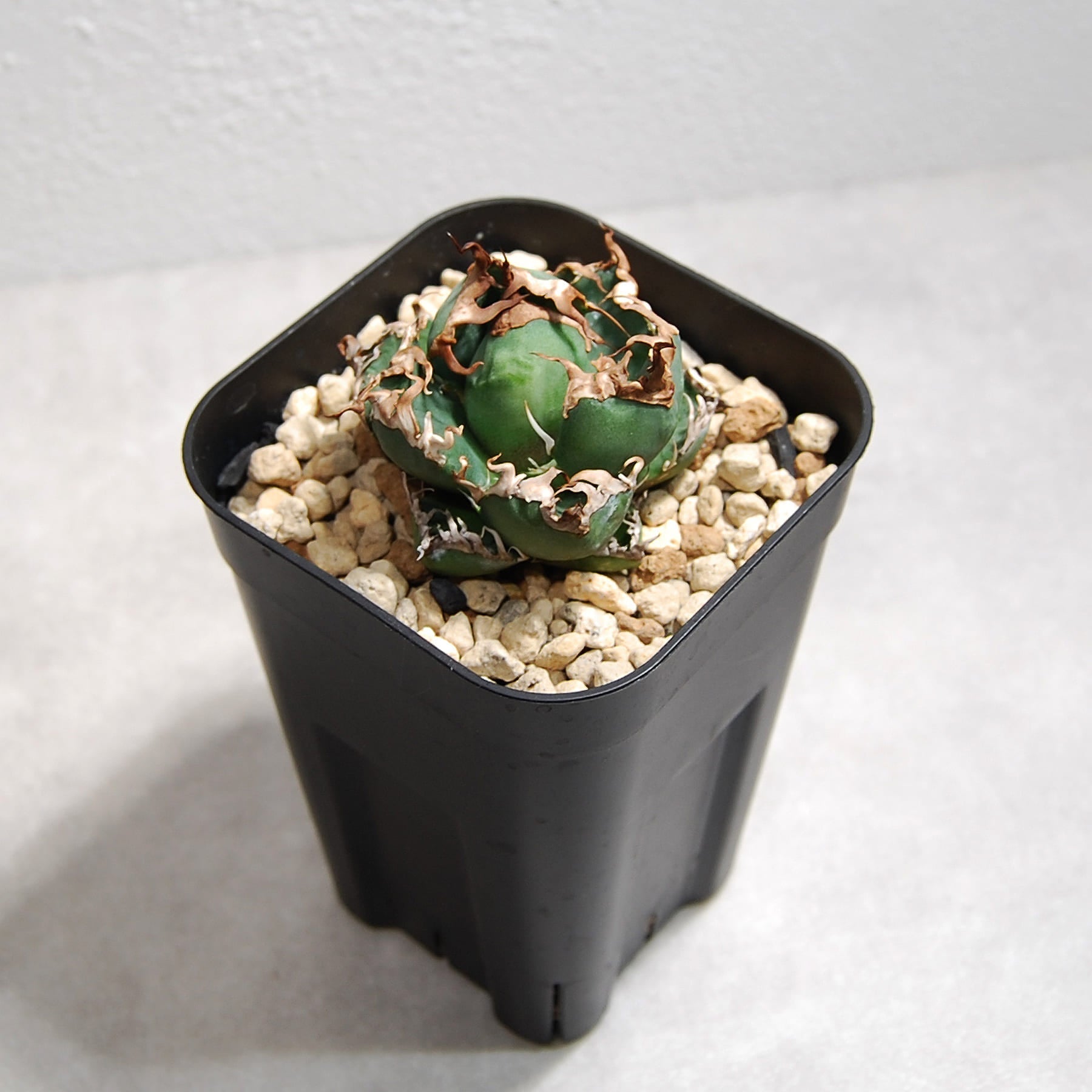 アガベ チタノタ シーザーをオンラインストアに追加しました