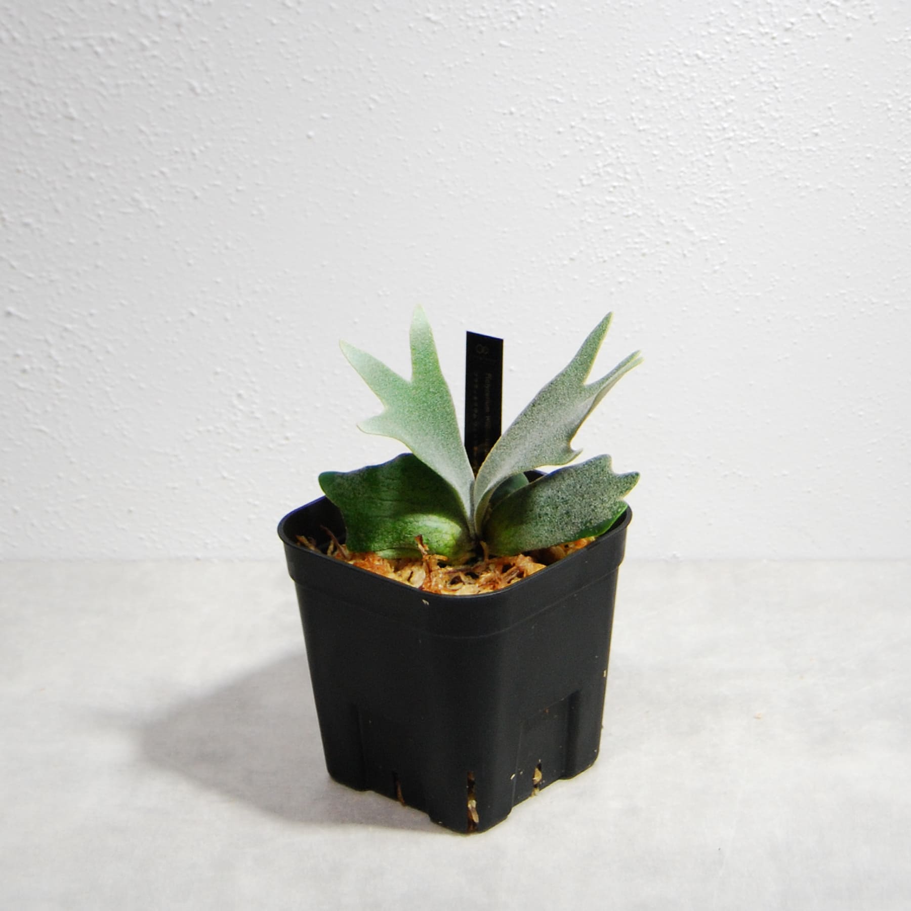 ビカクシダ（プラティセリウム）ウィリンキー ジェイドガール 51