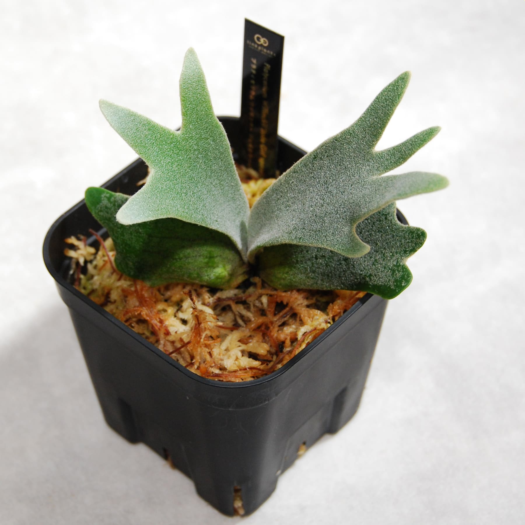 ビカクシダ（プラティセリウム）ウィリンキー ジェイドガール 51