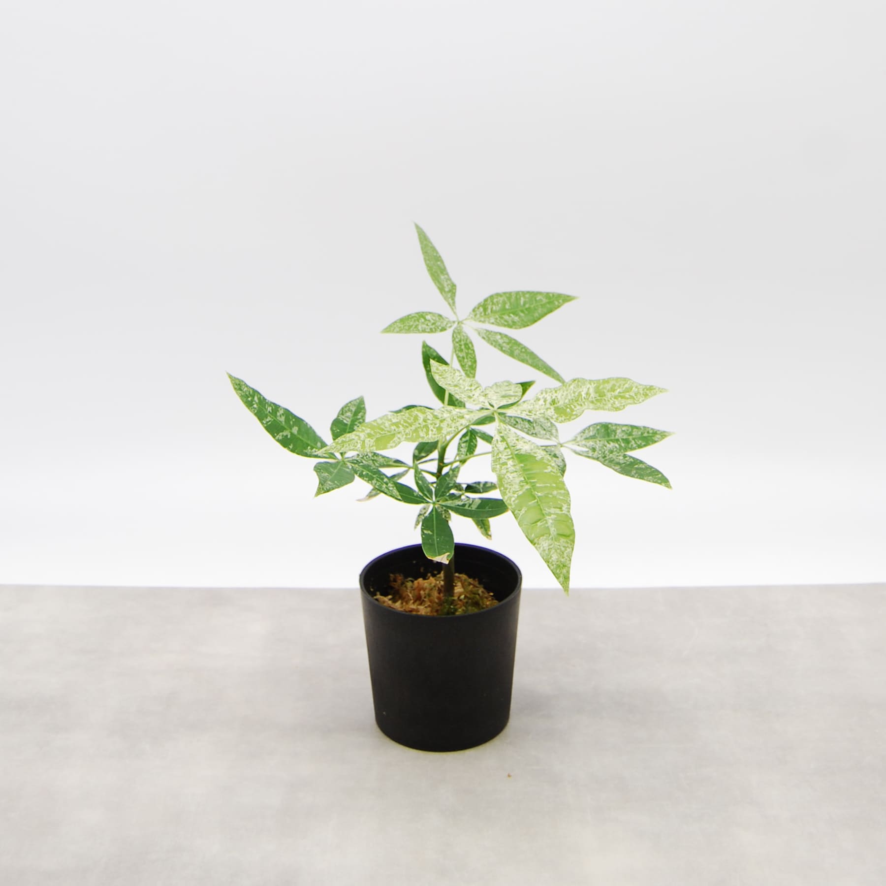 パキラ ミルキーウェイ（実生）006 – linkplants -リンクプランツ-