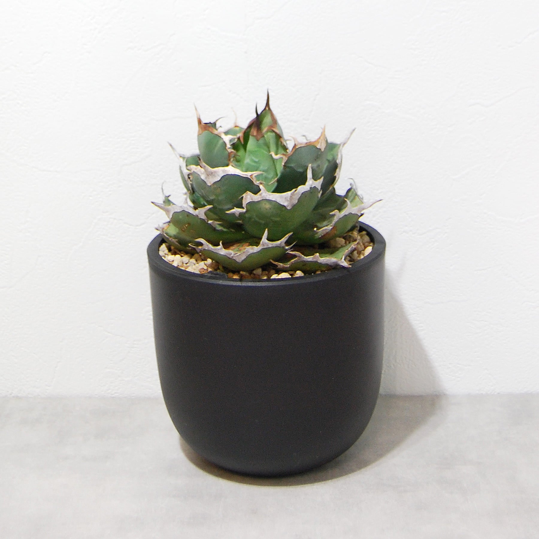 アガベ チタノタ（EU）コンパクタ 024 – linkplants -リンクプランツ-