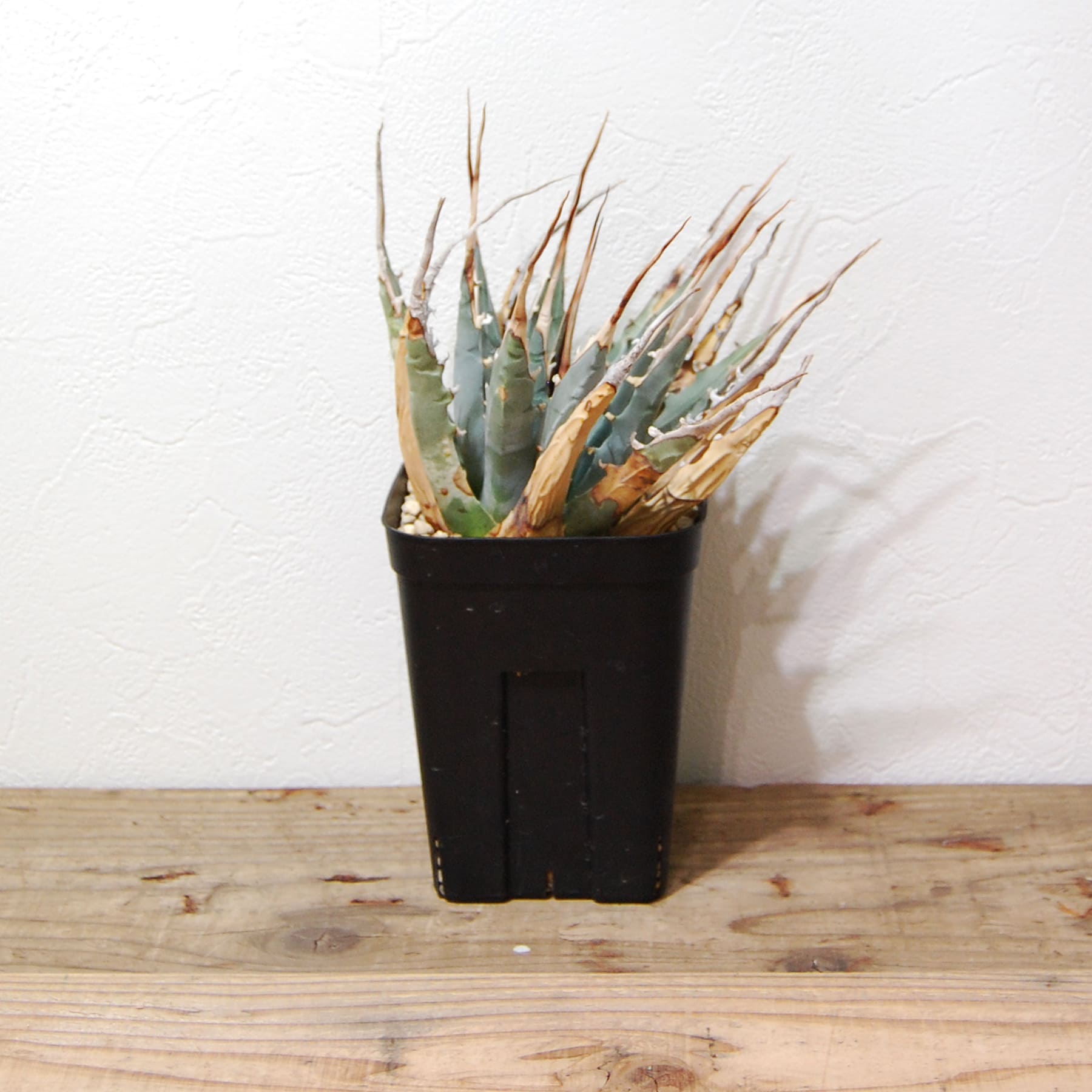 アガベ ユタエンシス エボリスピナ（US株） OS12 – linkplants -リンク