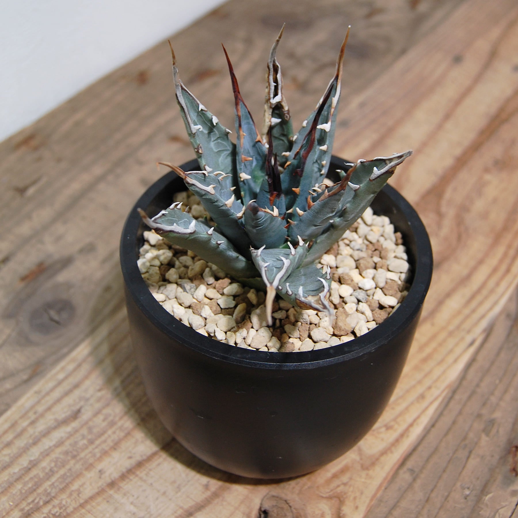 アガベ ユタエンシス エボリスピナ（US株） OS08 – linkplants -リンク