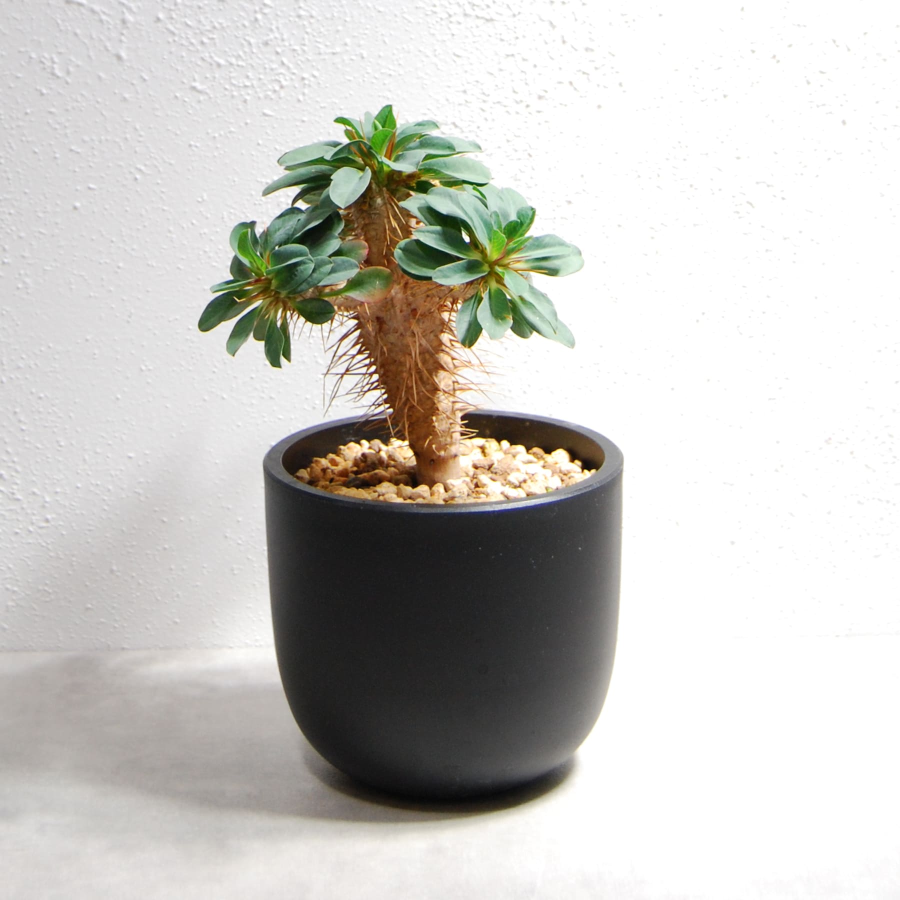 ユーフォルビア ギラウミニアナ（国内実生株）OS23 – linkplants