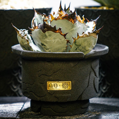 IMG_4041_250x250@2x.jpg?v=