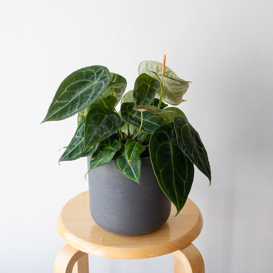 アンスリウム・フォルゲッティ/Anthurium 'forgetii' – LIFFT