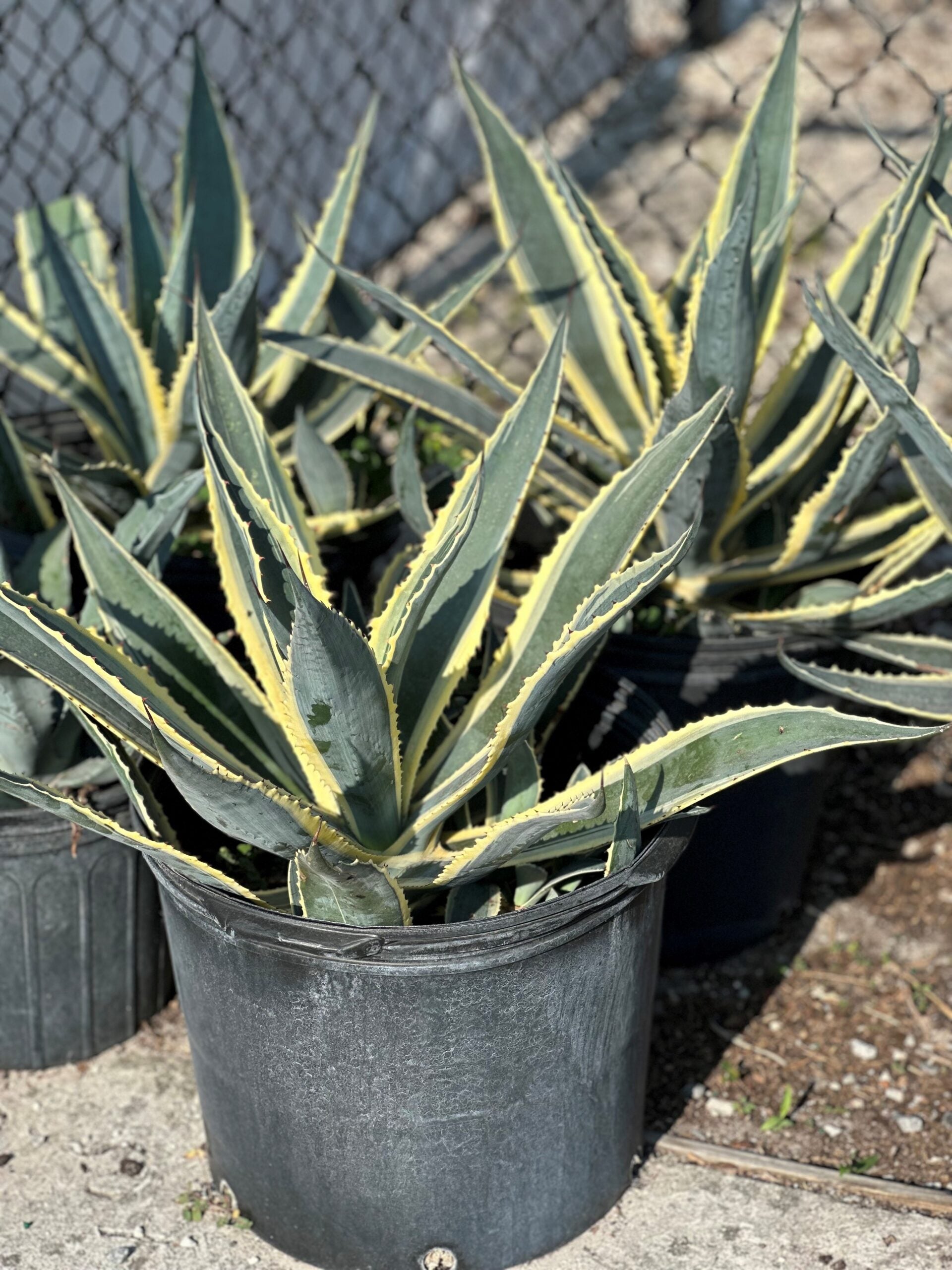 Agave/Mangave 3# – Liberty Landscape Supply