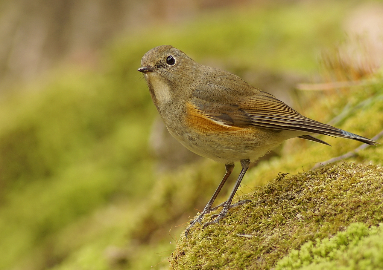 □古レンズ遊び ～ Tokina AT-X AF 400mm F5.6 SD (AT-X400AF