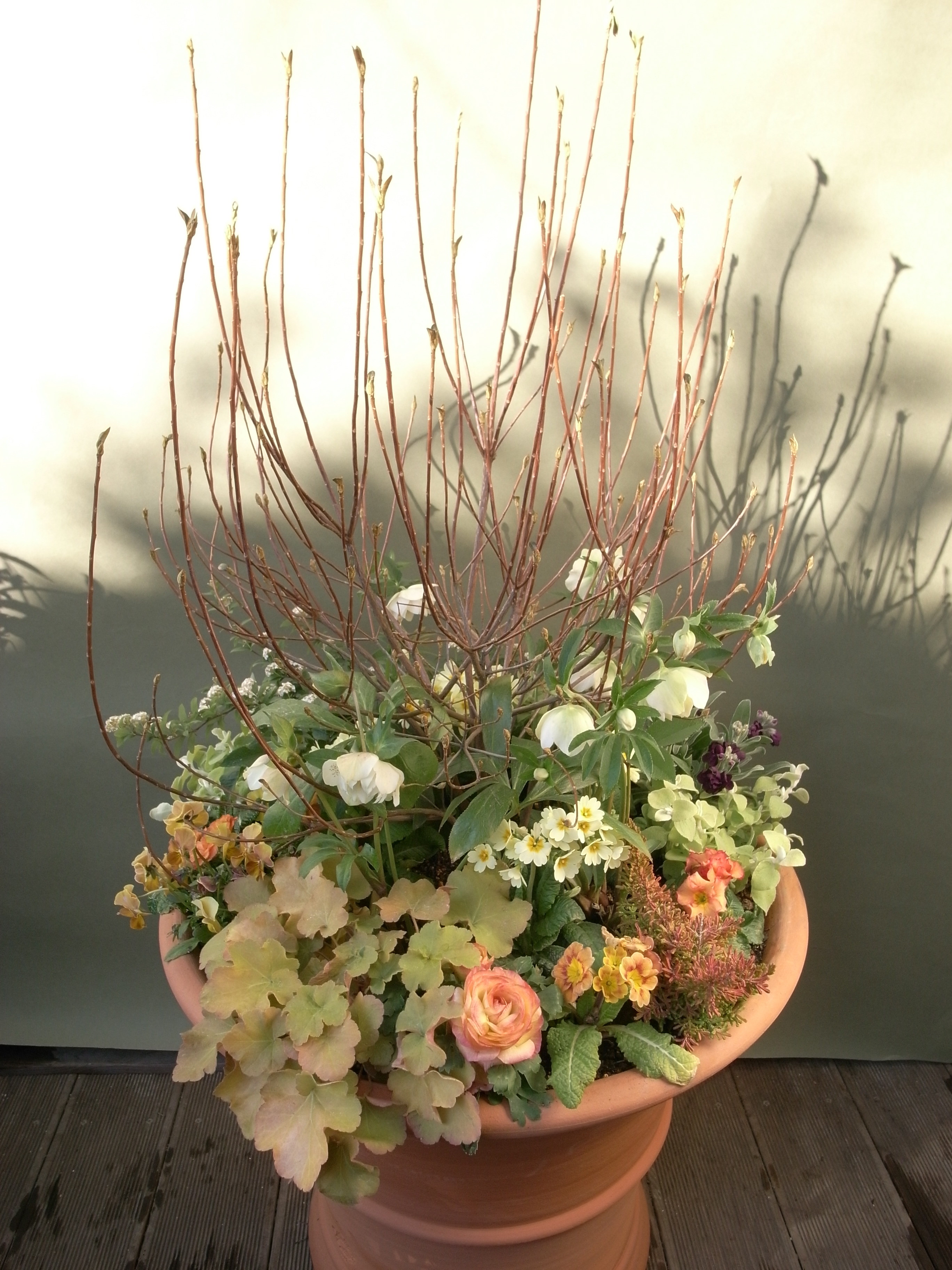 クリスマスローズショウのための寄せ植え : 吉谷桂子のガーデニングブログ