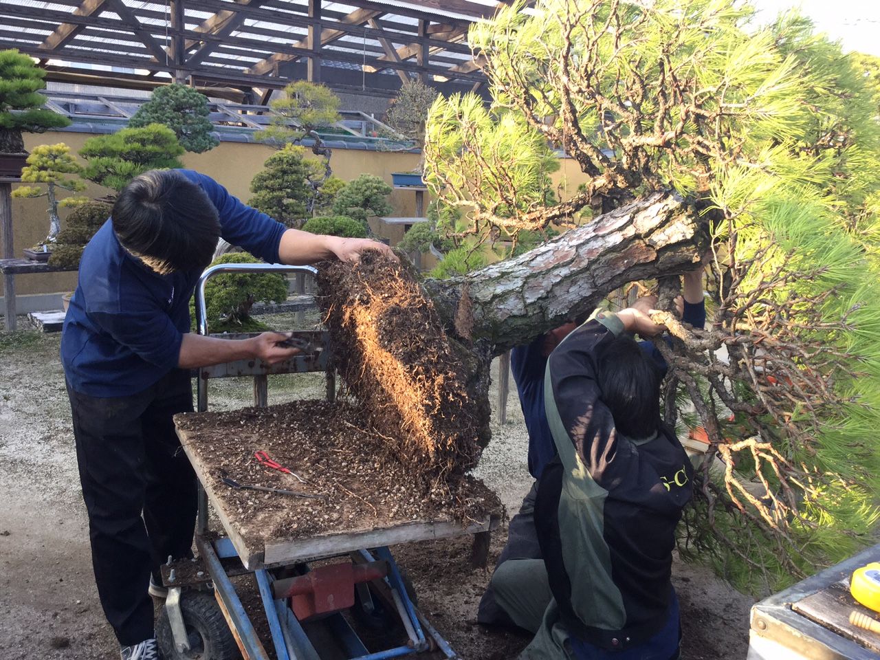 黒松大型古木の植え替え : 雨竹 盆栽 水石 便り