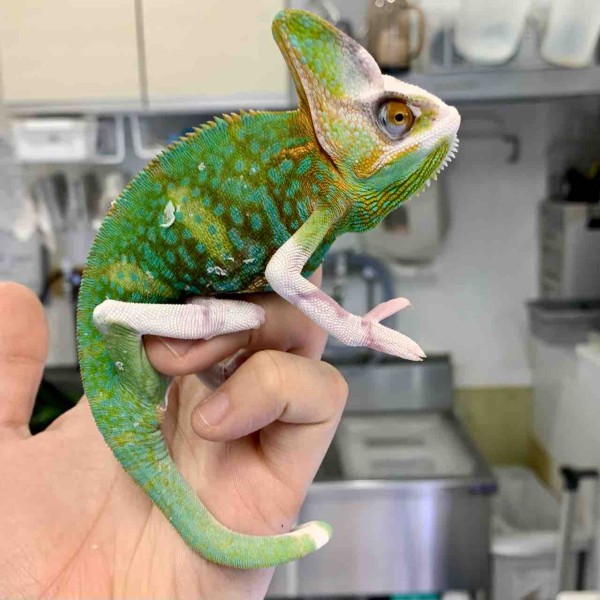 新着カメレオンズ マダ便+α エァケチェン : 爬虫類倶楽部