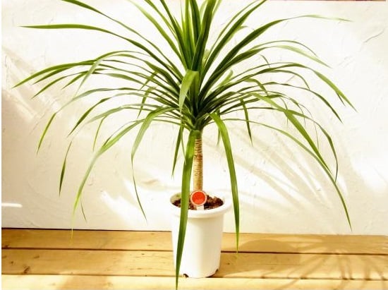 ドラセナ・カンボジアーナの育て方・栽培方法 | LOVEGREEN(ラブグリーン)