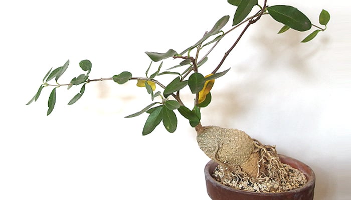 火星人(フォッケア・エデュリス)の育て方・栽培方法 | LOVEGREEN(ラブ