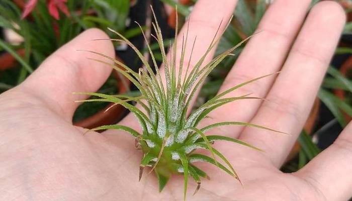 2種類あるチランジア(ティランジア)・イオナンタの見分け方と管理する