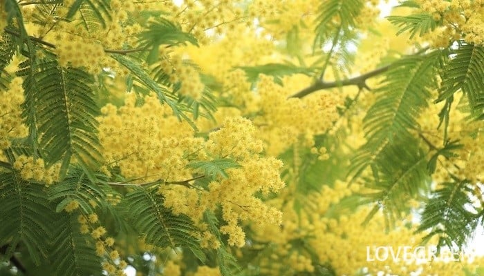 ミモザの育て方・栽培方法 | LOVEGREEN(ラブグリーン)