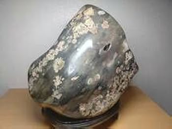 Amazon.co.jp: 大型 22.8kg 梅花石 鑑賞石 花紋石 菊花石 水石 原石