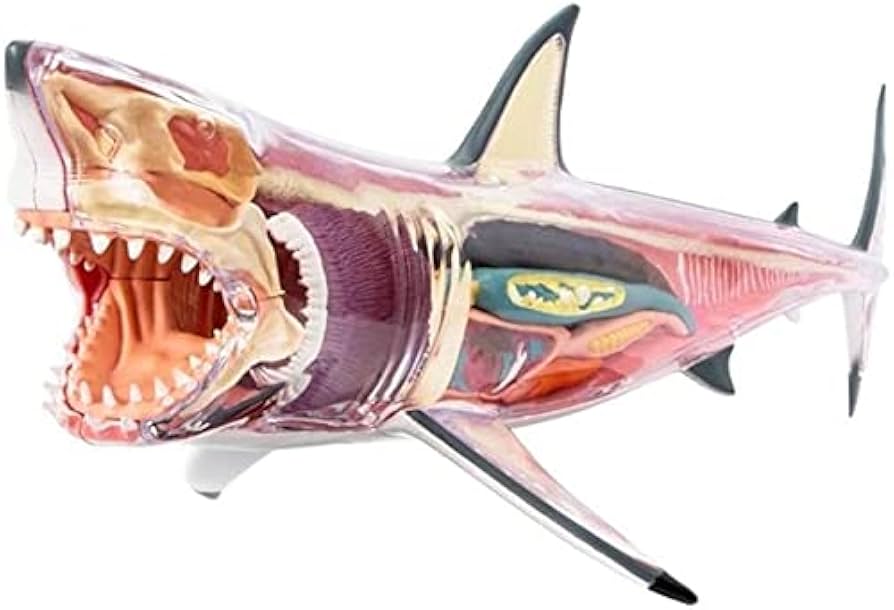 Amazon.co.jp: 胴体および骨格モデル 解剖学的、ホオジロザメの解剖