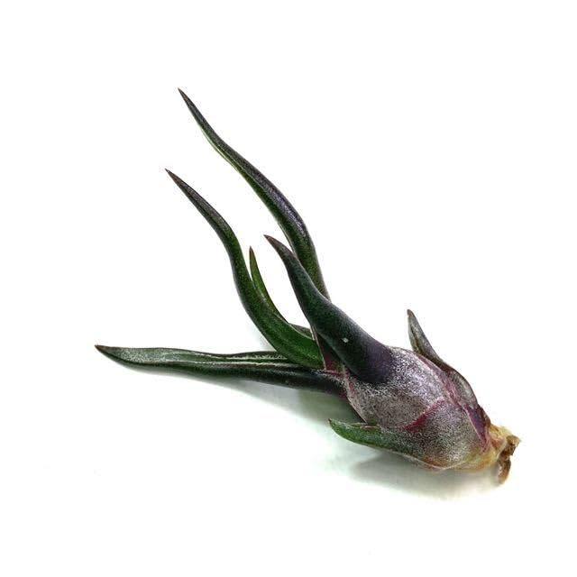 Amazon.co.jp: (現品) チランジア ブルボーサ 'タイニーダンサー' (No