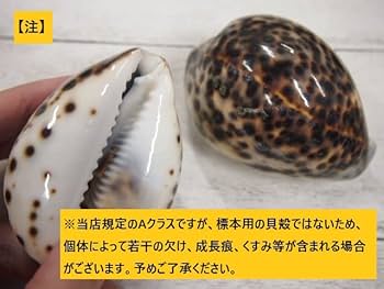 Amazon.co.jp: 【貝殻の問屋さん】シプレアタイガー特大(ホシダカラ