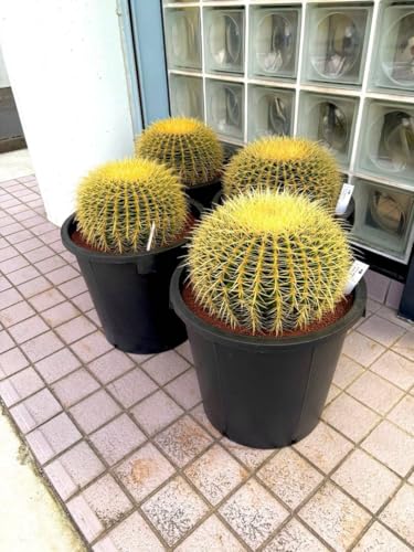 サボテン 金鯱」の人気商品一覧 | 安い商品を通販サイトから探す