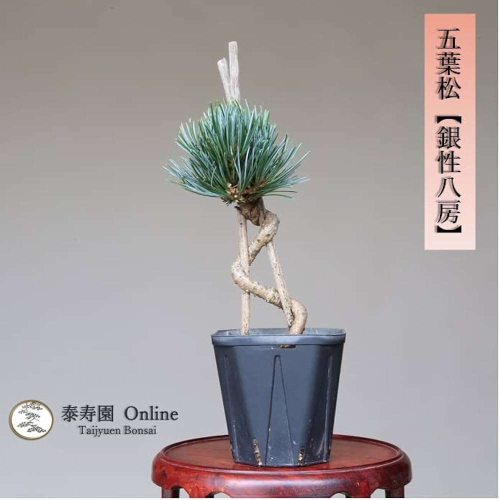 Amazon.co.jp: 五葉松【銀性八房】苗木・素材 小品盆栽【泰寿園 Online